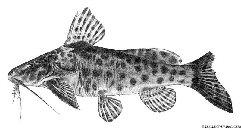 Synodontis dorsomaculatus