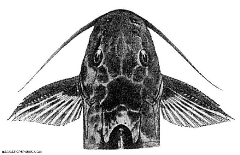 Synodontis dorsomaculatus