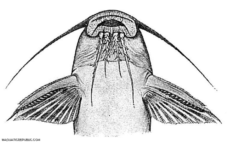 Synodontis dorsomaculatus