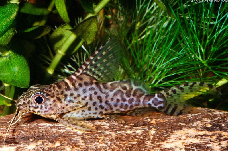 Synodontis eupterus