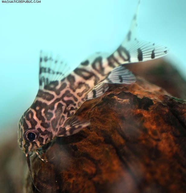 Synodontis eupterus