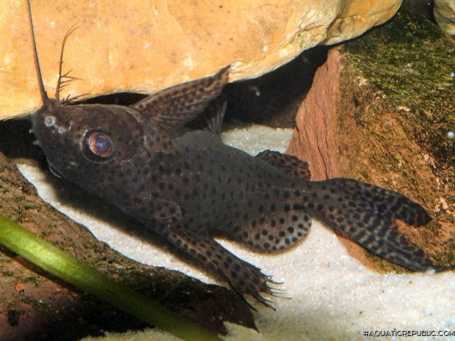 Synodontis eupterus