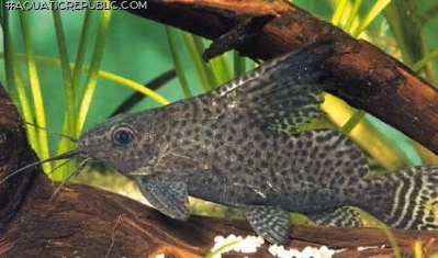 Synodontis eupterus