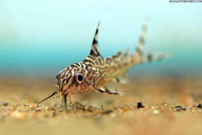 Synodontis eupterus