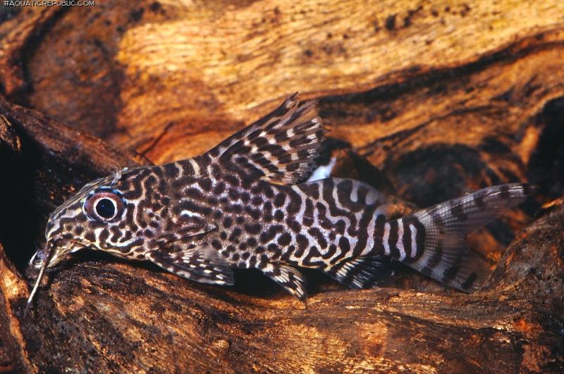 Synodontis eupterus