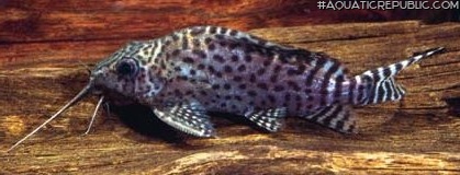 Synodontis eupterus