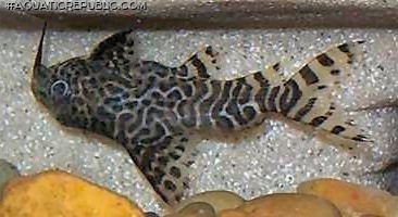 Synodontis eupterus