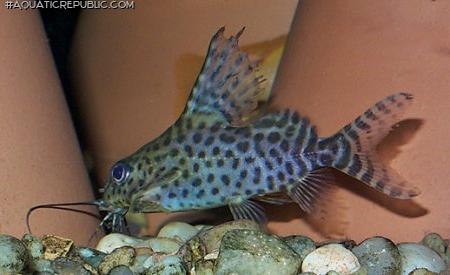 Synodontis eupterus