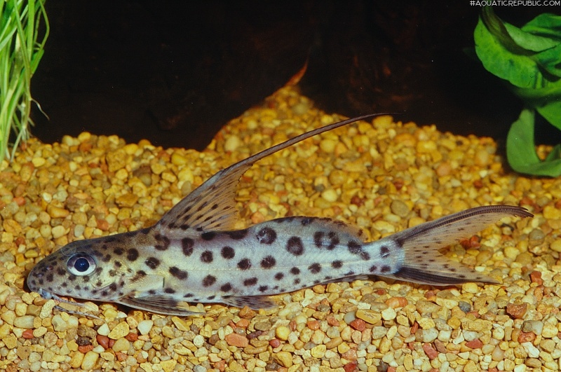 Synodontis filamentosus