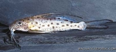 Synodontis filamentosus