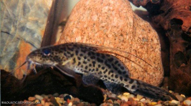 Synodontis filamentosus