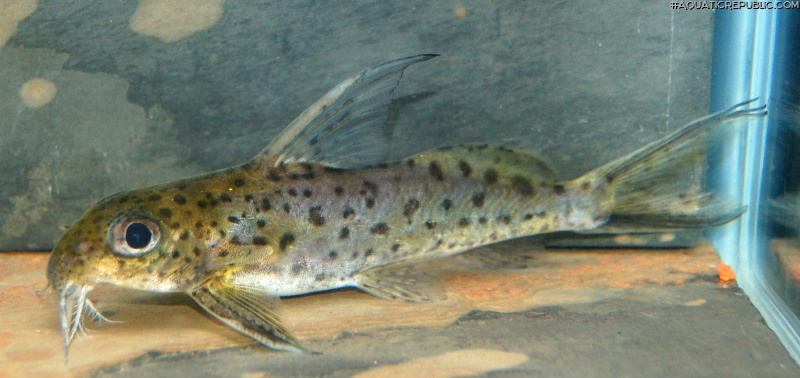 Synodontis filamentosus