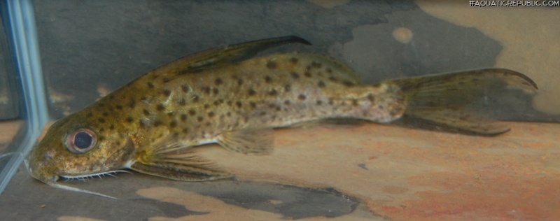 Synodontis filamentosus