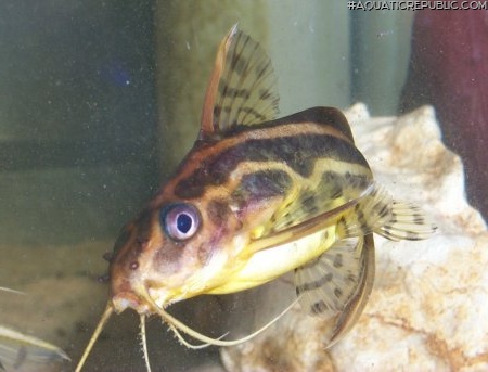 Synodontis flavitaeniatus