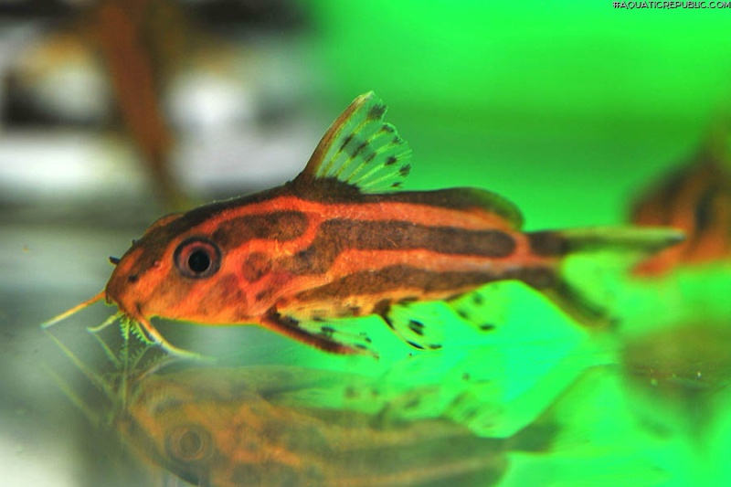 Synodontis flavitaeniatus