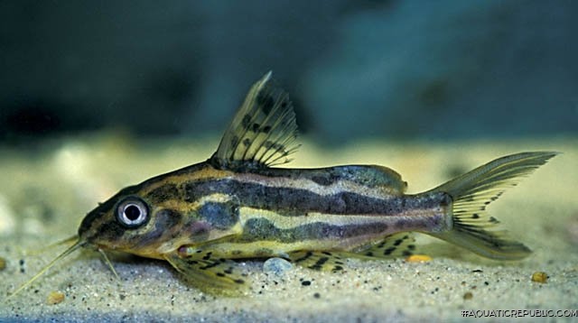 Synodontis flavitaeniatus