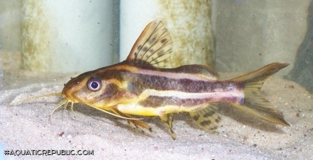 Synodontis flavitaeniatus