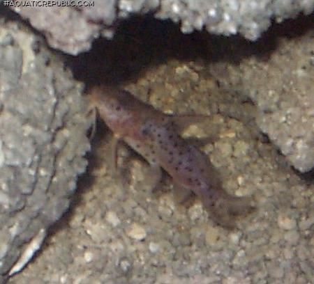 Synodontis frontosus