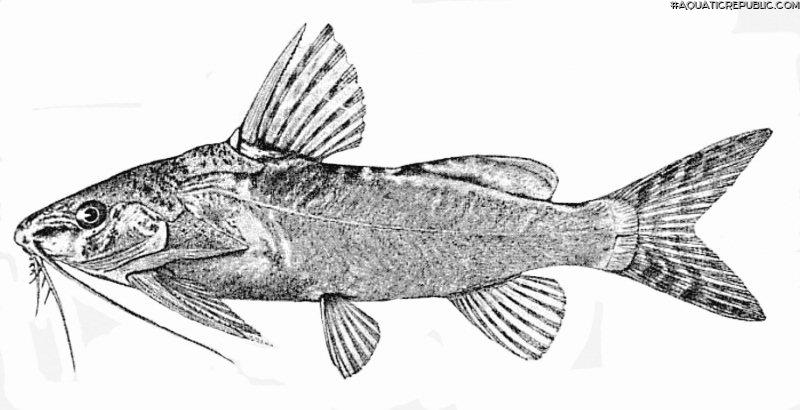 Synodontis fuelleborni