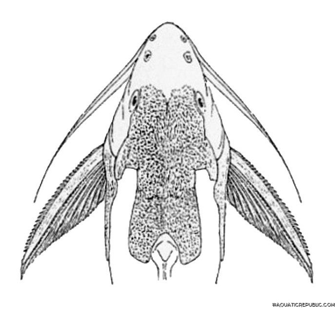 Synodontis geledensis