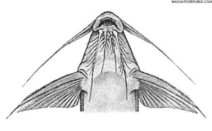 Synodontis geledensis