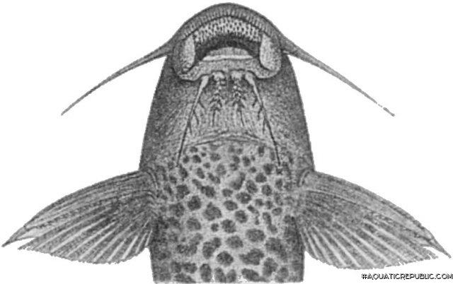 Synodontis gobroni