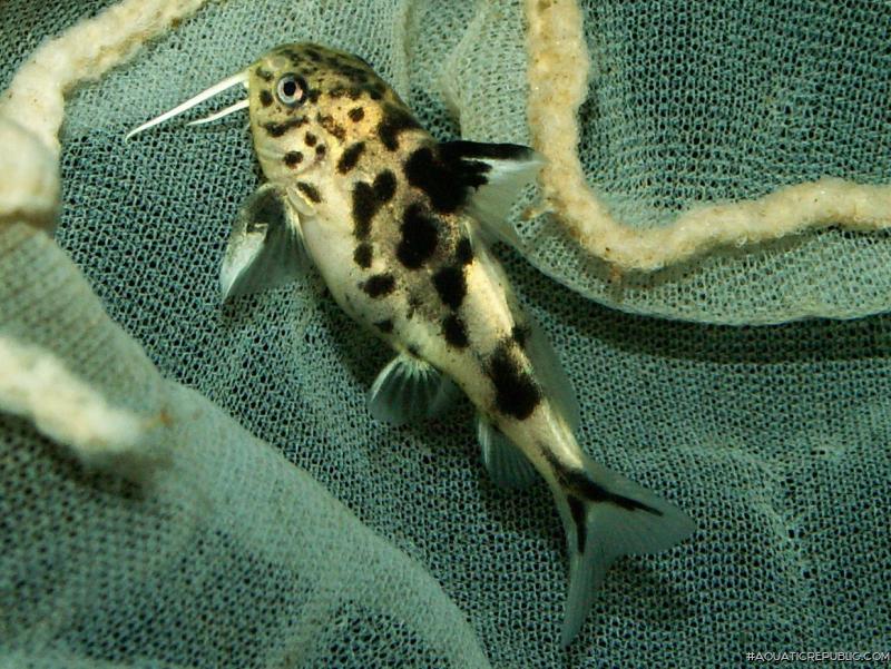 Synodontis grandiops