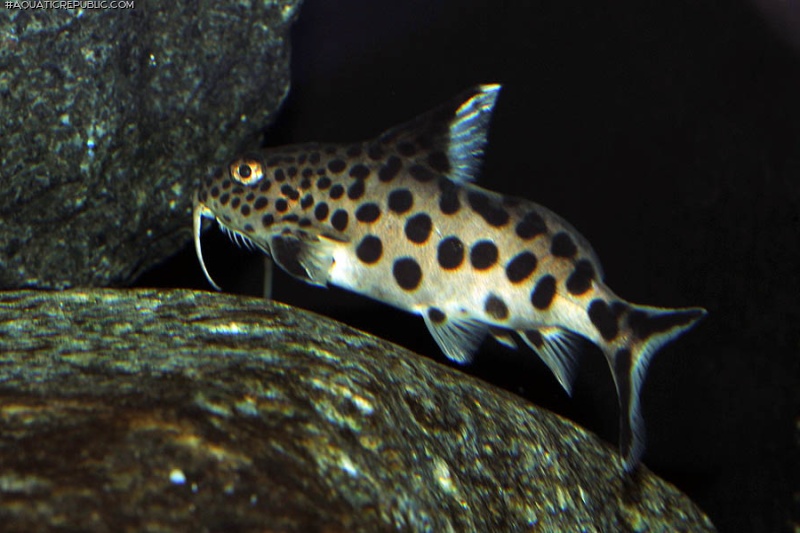 Synodontis grandiops