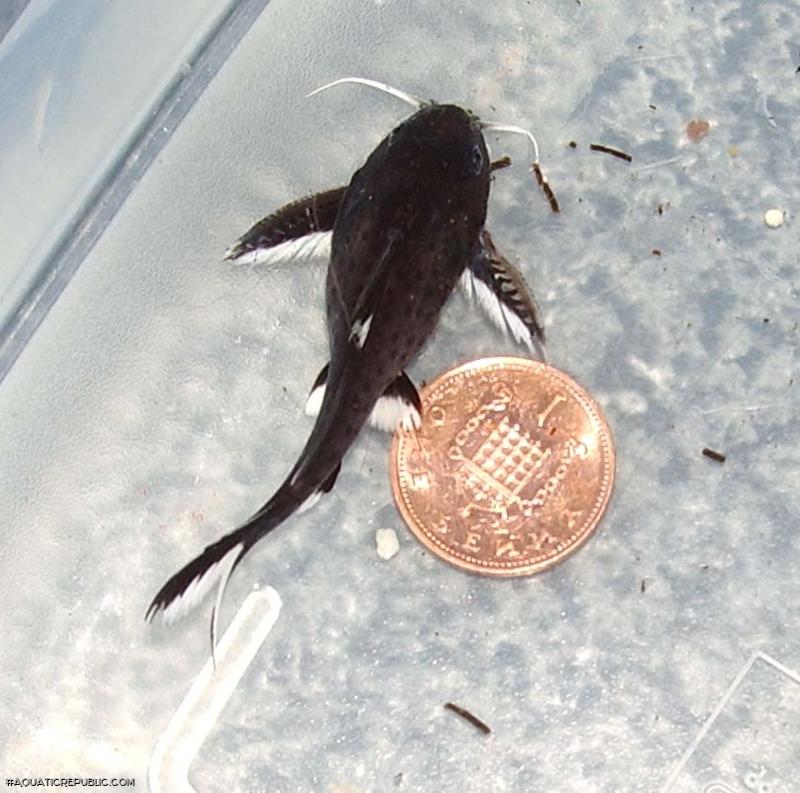 Synodontis granulosus