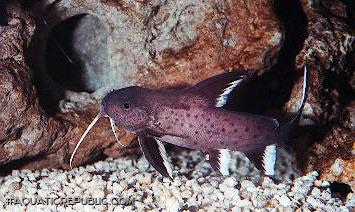 Synodontis granulosus