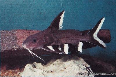 Synodontis granulosus