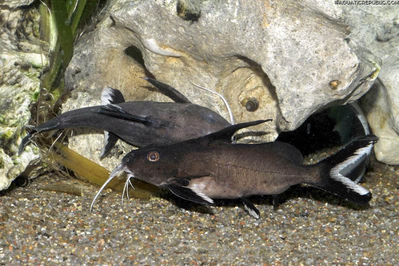 Synodontis granulosus