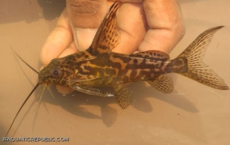 Synodontis greshoffi