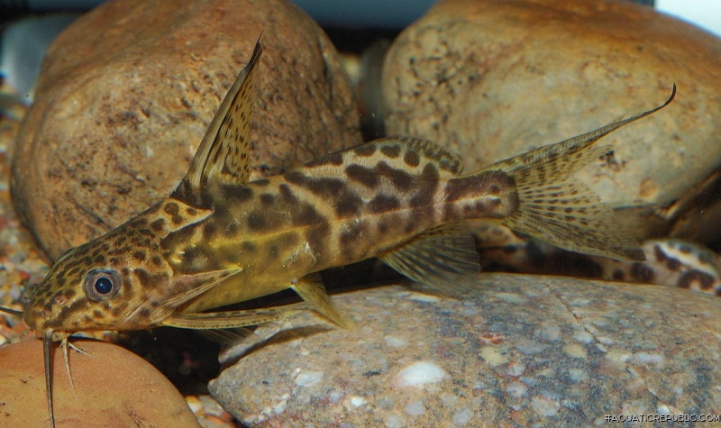 Synodontis greshoffi