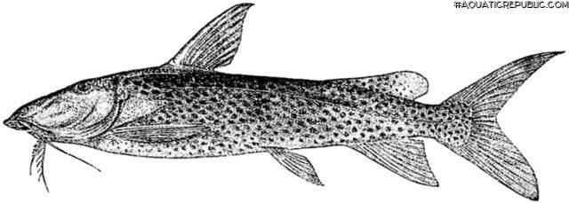 Synodontis guttatus