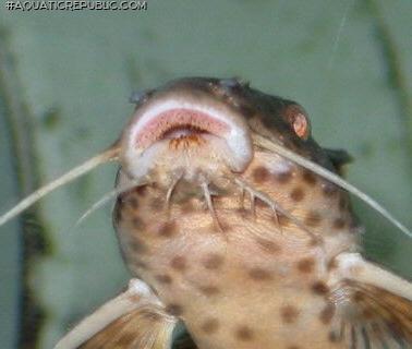 Synodontis irsacae