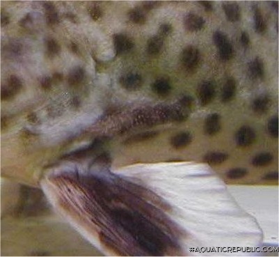 Synodontis irsacae