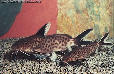 Synodontis irsacae