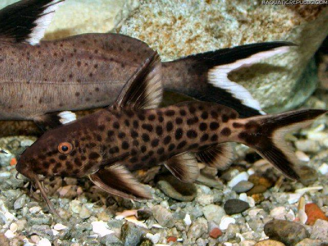 Synodontis irsacae