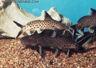 Synodontis irsacae