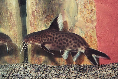 Synodontis irsacae