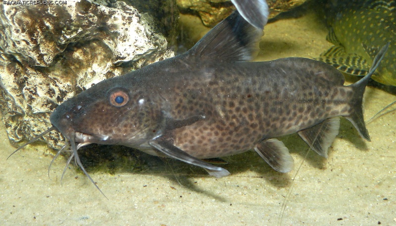 Synodontis irsacae