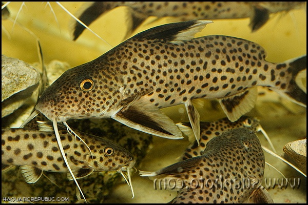 Synodontis irsacae