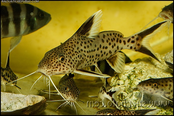 Synodontis irsacae