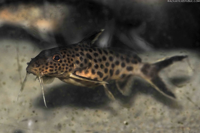 Synodontis irsacae