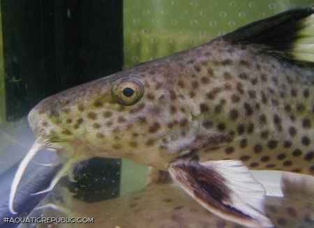 Synodontis irsacae