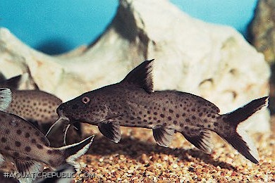 Synodontis irsacae