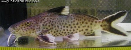 Synodontis irsacae