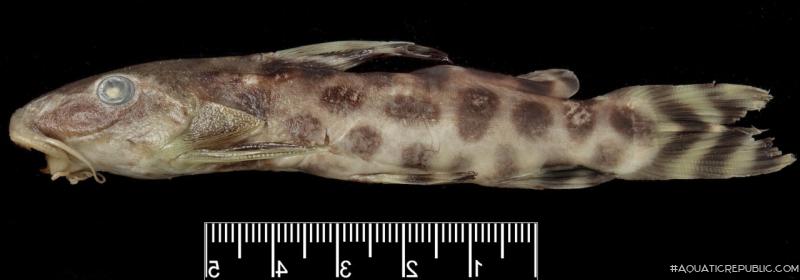 Synodontis katangae