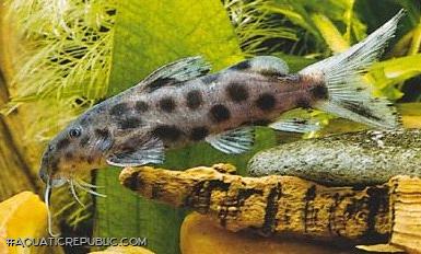 Synodontis longirostris